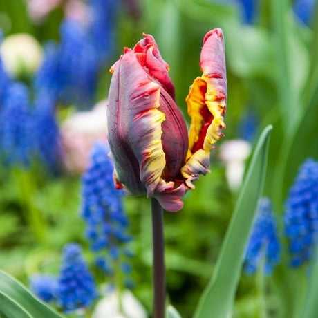 Rasta Parrot Tulip