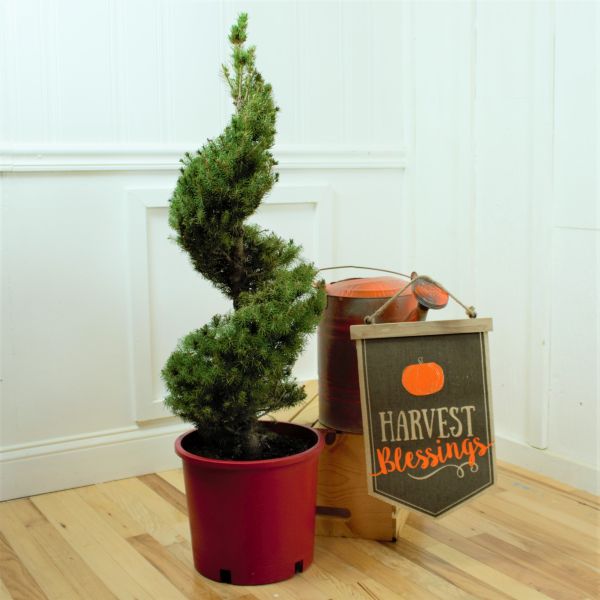 Dwarf Alberta Spruce Spiral Topiary