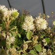 Dwarf Fothergilla