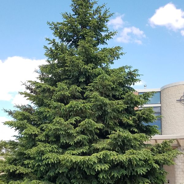 Black Hills Spruce Tree