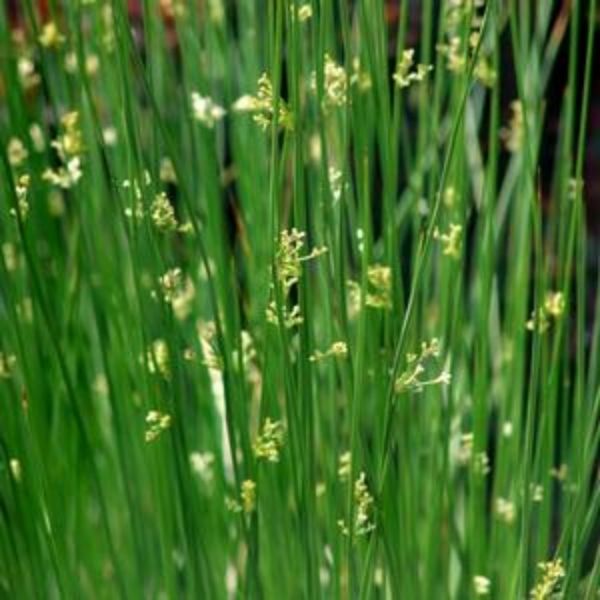 Soft Rush Grass