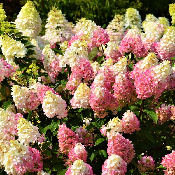 Strawberry Sundae™ Panicle Hydrangea Tree Form