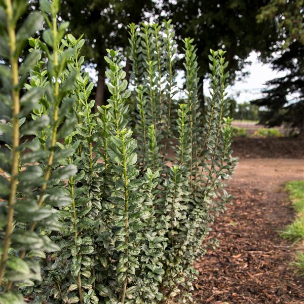 Straight Talk&reg; Privet Hedge