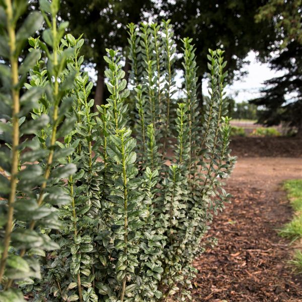 Straight Talk® Privet Hedge