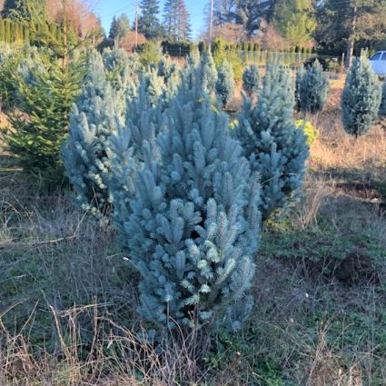 Columnar Blue Spruce