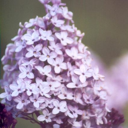 Evangeline Lilac