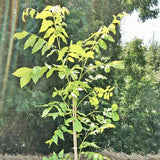 Desirable Pecan Tree