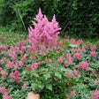 Rheinland Astilbe