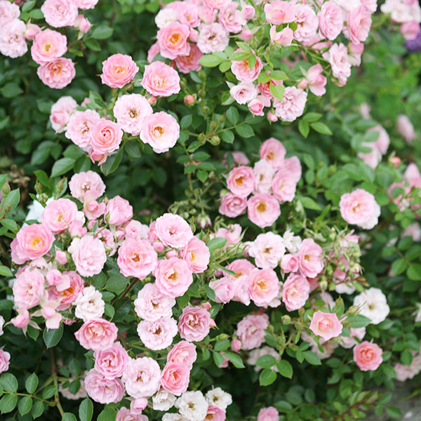 Oso Happy&reg; Petit Pink Rose