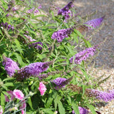 Buzz&trade; Lavender Butterfly Bush