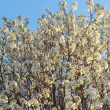 Chanticleer Flowering Pear