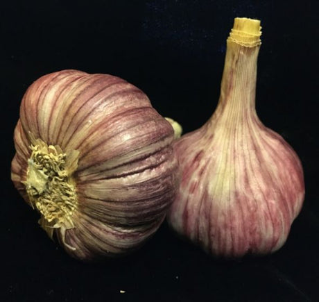 Duganski Purple Stripe Garlic