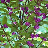 Issai Purple Beautyberry