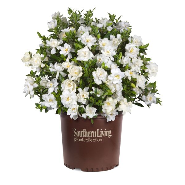 Jubilation&trade; Gardenia