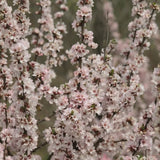 Nanking Cherry Tree