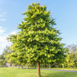 Pin Oak Tree