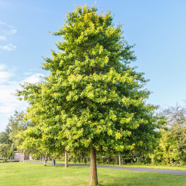 Pin Oak Tree