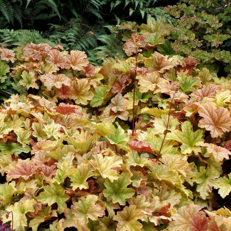 Topaz Jazz Coral Bells