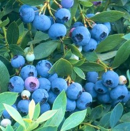 Sunshine Blue Blueberry Bush