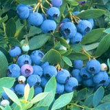 Sunshine Blue Blueberry Bush