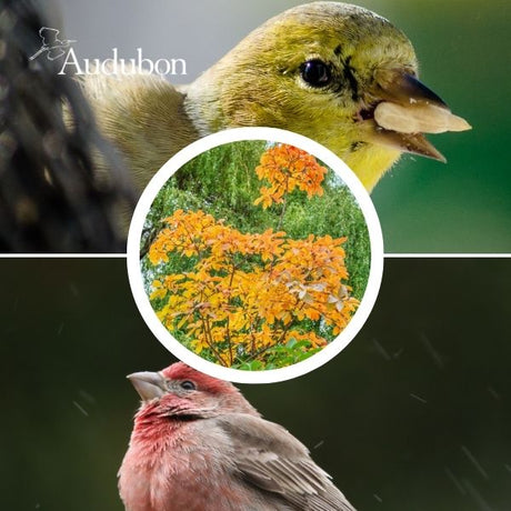 Audubon&reg; Native Smoketree