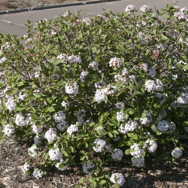 Judd Viburnum