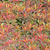 Bonfire Euphorbia