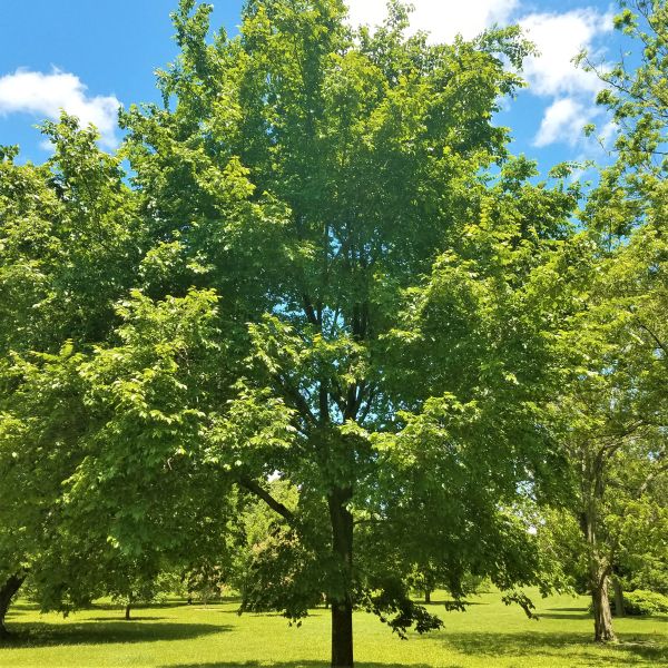 American Elm