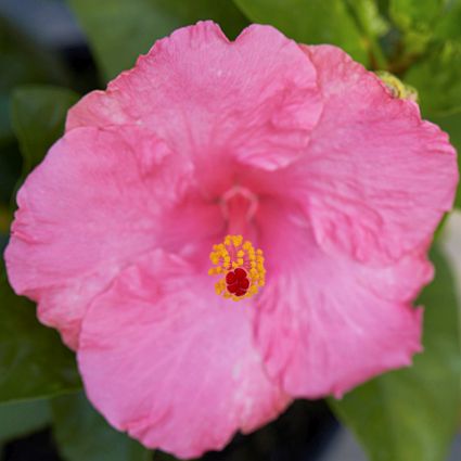 Hollywood&trade; Hibiscus Polly Jolly&trade;