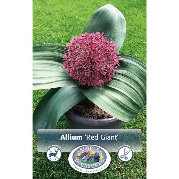 Red Giant Allium