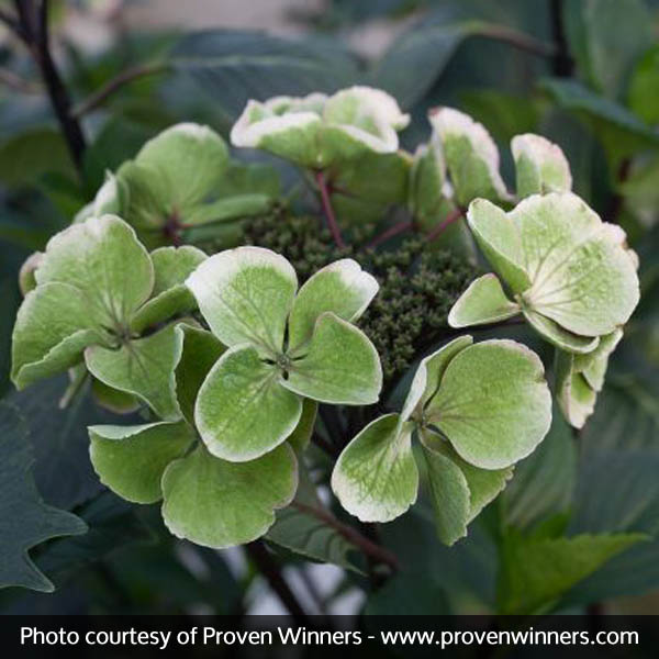 Abracadabra&reg; Star Hydrangea