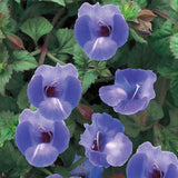 Torenia Summer Wave Blue