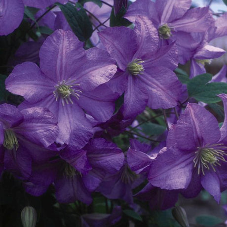 Prince Charles Clematis