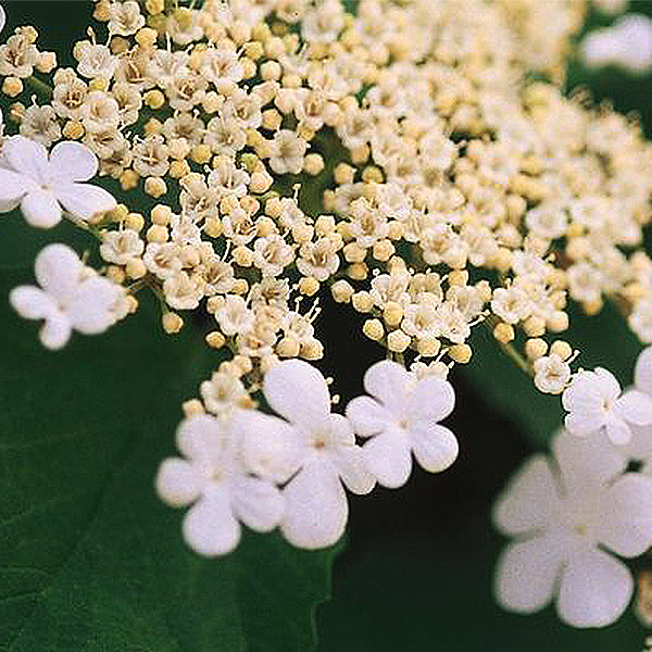 Wentworth American Cranberrybush Viburnum