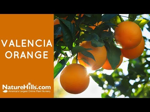 Valencia Orange Tree