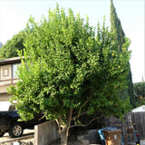 Eureka Lemon Tree