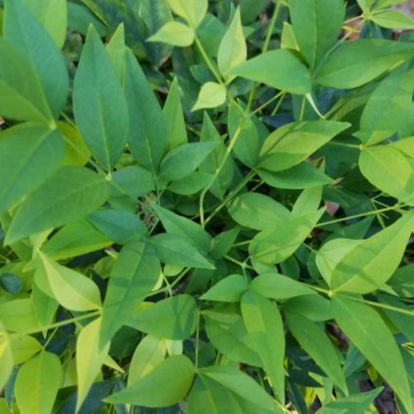 Lemon Lime Nandina