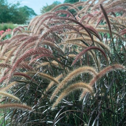 Graceful Grasses® Purple Fountain Pennisetum