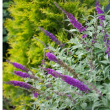 Miss Violet Butterfly Bush