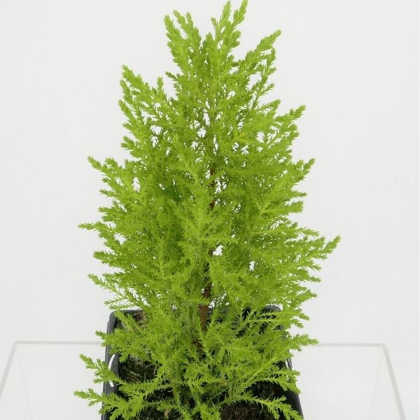 Goldcrest Lemon Cypress