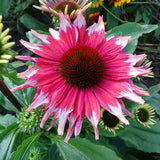 Playful Meadow Mama Coneflower