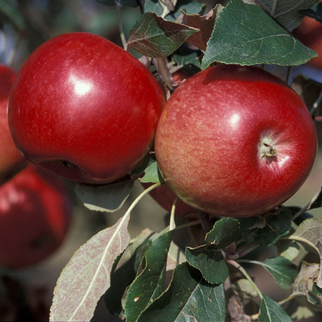 State Fair Apple Tree