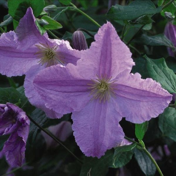 Blue Angel Clematis