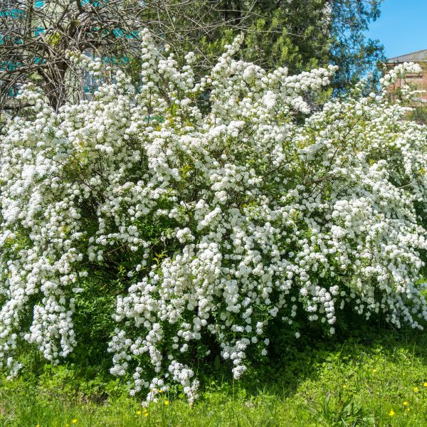 Vanhouttei Spirea