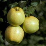 Honeygold Apple