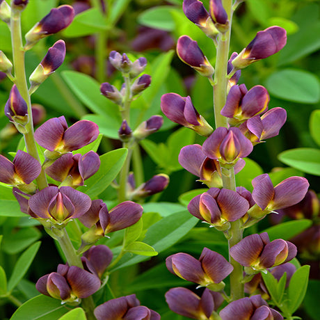 Twilite Prairieblues&trade; False Indigo