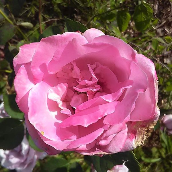 Heirloom Rose