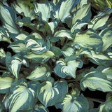 Guardian Angel Hosta