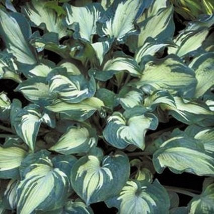 Guardian Angel Hosta