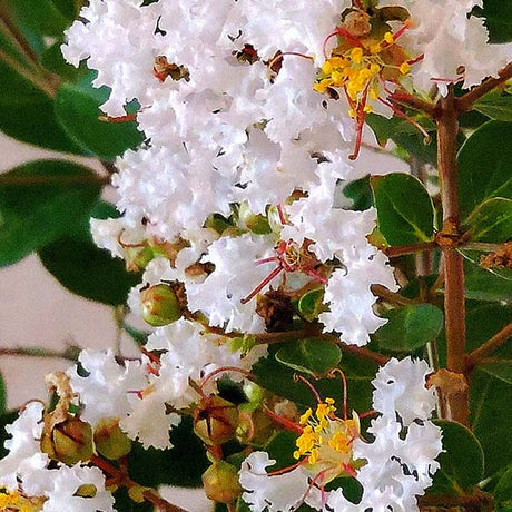 GreatMyrtle&trade; French Vanilla Crape Myrtle Shrub